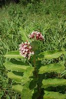 Asclepias syriaca